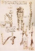 LEONARDO da Vinci Anatomical studies of the basin of the Steibeins and the lower Gliedmaben of a woman and study of the rotation of the arms oil painting artist